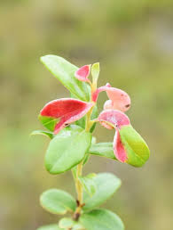 Attēlu rezultāti vaicājumam “Exobasidium vaccinii”