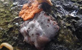 Attēlu rezultāti vaicājumam “Physarum psittacinum young”