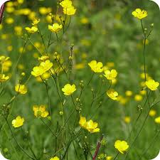 Attēlu rezultāti vaicājumam “Ranunculus flammula leaf”
