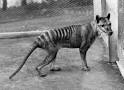 The Sixth Extinction - Globally Extinct: Mammals