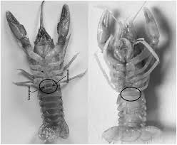 Attēlu rezultāti vaicājumam “Astacus leptodactylus”