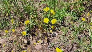 Attēlu rezultāti vaicājumam “Helianthemum nummularium leaf”