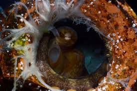 Attēlu rezultāti vaicājumam “Octospora splachnophila”