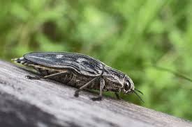 Attēlu rezultāti vaicājumam “Chalcophora mariana”