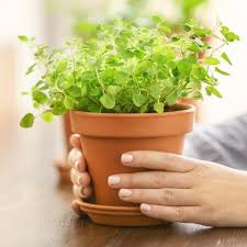 Image result for Oregano