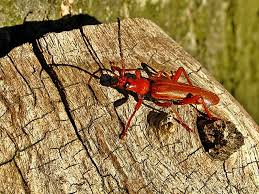 Attēlu rezultāti vaicājumam “Rhamnusium bicolor”