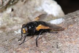 Attēlu rezultāti vaicājumam “Mesembrina meridiana”