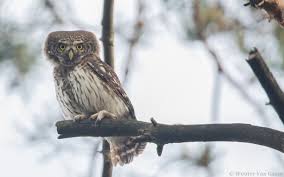 Attēlu rezultāti vaicājumam “Glaucidium passerinum adult”