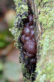 Attēlu rezultāti vaicājumam “Ascotremella faginea”