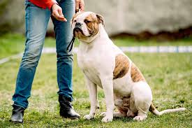 Image result for Bulldogs Power and strength