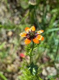 Image result for Adonis aestivalis