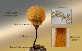 Attēlu rezultāti vaicājumam “Ophiotheca chrysosperma”