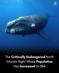 Image result for Eubalaena glacialis