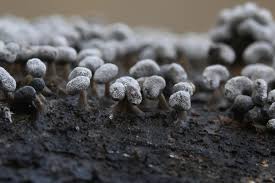 Attēlu rezultāti vaicājumam “Physarum compressum”