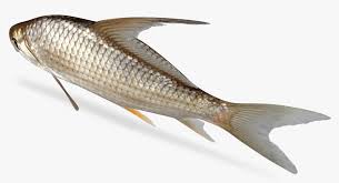 Image result for Carpiodes velifer