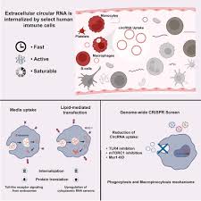 Image result for Unsworth Cc