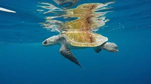 Image result for Lepidochelys olivacea