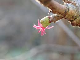 Attēlu rezultāti vaicājumam “Corylus avellana female flower”