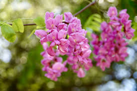 Attēlu rezultāti vaicājumam “Robinia”