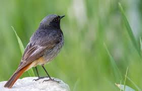 Attēlu rezultāti vaicājumam “Phoenicurus ochruros”