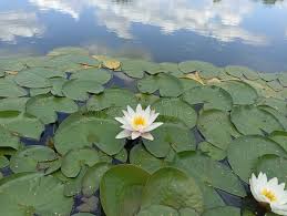 Attēlu rezultāti vaicājumam “Nymphaea candida leaf”