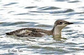 Image result for Brachyramphus perdix