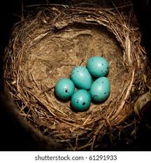 Attēlu rezultāti vaicājumam “Turdus viscivorus nest”