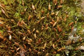 Attēlu rezultāti vaicājumam “Weissia brachycarpa”