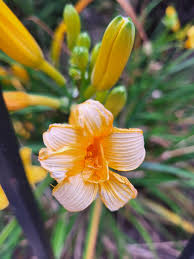 Attēlu rezultāti vaicājumam “Hemerocallis lilioasphodelus flower”