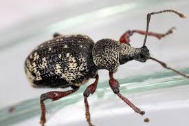 Attēlu rezultāti vaicājumam “Curculionidae”