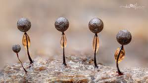 Attēlu rezultāti vaicājumam “Collaria arcyrionema stalked”