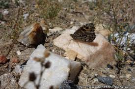 Attēlu rezultāti vaicājumam “Hipparchia semele”