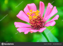Image result for Zinnia violacea