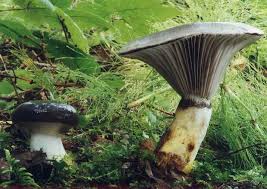 Attēlu rezultāti vaicājumam “Gomphidius glutinosus”