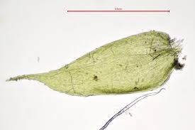 Attēlu rezultāti vaicājumam “Pseudotaxiphyllum elegans”