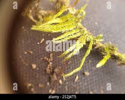 Attēlu rezultāti vaicājumam “Callicladium haldanianum”