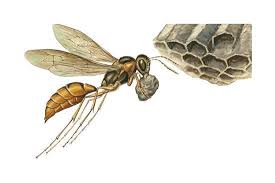 Attēlu rezultāti vaicājumam “Vespidae”