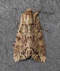 Attēlu rezultāti vaicājumam “Apamea monoglypha”