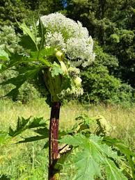 Attēlu rezultāti vaicājumam “Heracleum sphondylium subsp. sibiricum leaf”