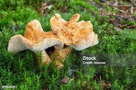 Attēlu rezultāti vaicājumam “Hydnum repandum”