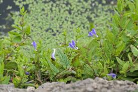 Attēlu rezultāti vaicājumam “Scutellaria galericulata leaf”