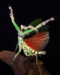 Attēlu rezultāti vaicājumam “Diderma roanense macro”