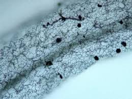 Attēlu rezultāti vaicājumam “Stemonitopsis hyperopta”