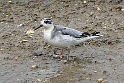 Attēlu rezultāti vaicājumam “Phalaropus fulicarius”