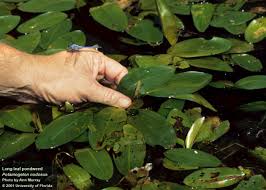 Attēlu rezultāti vaicājumam “Potamogeton praelongus leaf”