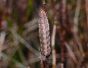 Attēlu rezultāti vaicājumam “Eriopygodes imbecilla”