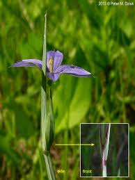 Attēlu rezultāti vaicājumam “Sisyrinchium montanum fruit”