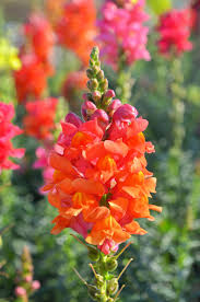 Image result for Antirrhinum majus