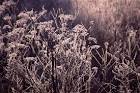 meadow plants glinting in - via Daymix