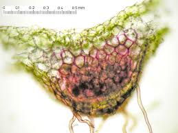 Attēlu rezultāti vaicājumam “Pellia”